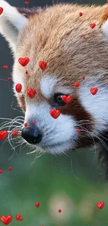 Adorable red panda wallpaper with floating red hearts.