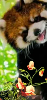 Red panda with flowers mobile wallpaper.