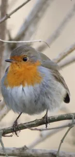 Robin perched on a branch in nature, mobile wallpaper.