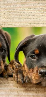 Two Rottweiler puppies peeking through a wooden fence.