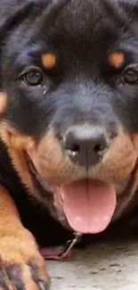 Adorable Rottweiler puppy with tongue out.