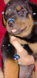 Adorable Rottweiler puppy held in hands.