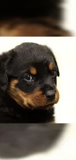 Cute Rottweiler puppy with soft black and brown fur, staring to the side.