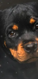 Charming black and tan Rottweiler puppy wallpaper for mobile phones.