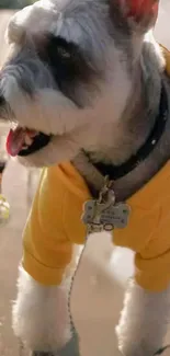 Cute Schnauzer dog in a yellow hoodie enjoying a walk.