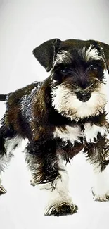 Adorable schnauzer puppy with fluffy fur in a playful pose on white background.