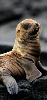 Cute seal resting on rocky shore in natural setting.