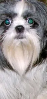 Cute Shih Tzu dog with fluffy fur and bright eyes on wallpaper.