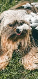 Cute Shih Tzu resting on green grass, fluffy hair and playful expression.