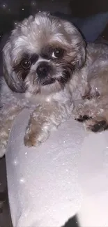 Adorable Shih Tzu dog resting on a couch with sparkles around.