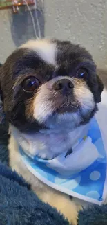 Adorable Shih Tzu wearing blue polka dot bandana lying on a fluffy blanket.