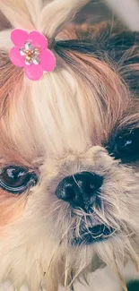 Cute Shih Tzu with a pink bow in its fluffy fur.