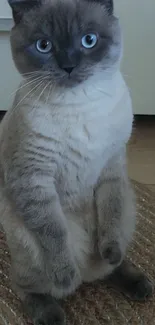 Adorable Siamese cat sitting on a textured rug indoors.