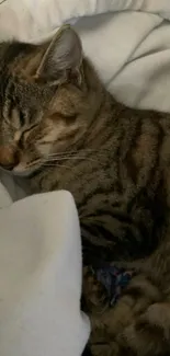 Tabby cat peacefully sleeping on a blanket.