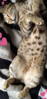 Adorable sleeping cat with hearts on blanket.