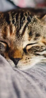 Adorable sleeping cat on a cozy blanket wallpaper.