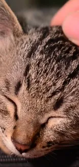 Adorable tabby cat sleeping peacefully.