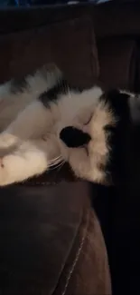 A cute black and white cat sleeping on a dark brown couch, creating a cozy feel.