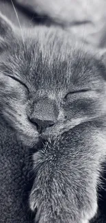 Black and white wallpaper of a sleeping kitten.