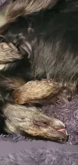 A cute, fluffy dog sleeping peacefully on a purple blanket background.