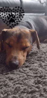 Cute sleeping dog on carpet with heart design overlay.