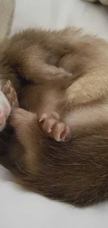 Adorable sleeping ferret with soft brown fur on white background.