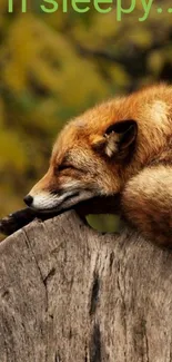 A fox sleeping peacefully on a tree trunk with a blurry forest background.