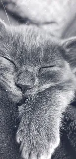 Sleeping kitten in soft gray tones on cozy blanket.