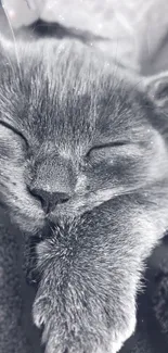 Grayscale wallpaper of a sleeping kitten's face and paw.