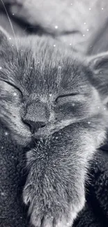 Monochrome image of a sleeping kitten with a cute and serene expression.