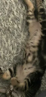 Cute kitten sleeping peacefully on a soft gray rug.