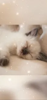 Adorable sleeping kitten with soft, glowing lights background.