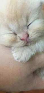 A cute fluffy kitten peacefully sleeping in a person’s hand.