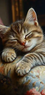 Cute kitten sleeping on a cushion.