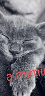 Sleeping kitten with text 'a mimir' overlay in grayscale.