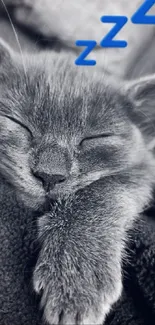 Cute gray kitten sleeps peacefully with blue Zs above.