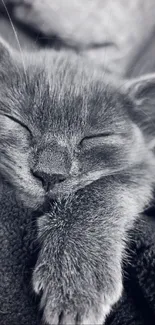 Monochrome wallpaper of a kitten peacefully napping in blankets.