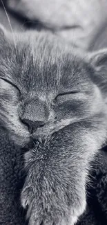 Adorable gray kitten sleeping cozily wrapped in a soft blanket.