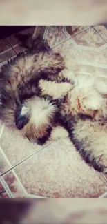 Two fluffy puppies sleep on a decorative tiled floor, creating a cozy wallpaper.