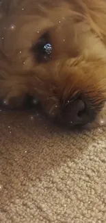 Cute sleeping puppy on a carpet with twinkling light effects.