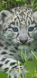 Close-up of a cute snow leopard cub with striking blue eyes amid green grass.