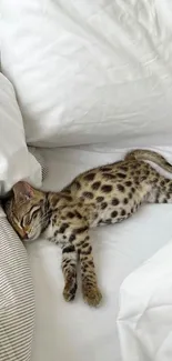 Adorable spotted kitten sleeping on white bedding.