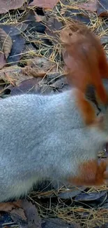 Cute squirrel in an autumn setting with leaves on the ground.