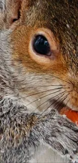 Close-up of a cute squirrel with striking details, perfect for mobile wallpaper.