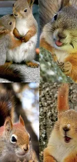 Collage of cute and playful squirrels on a mobile wallpaper.