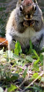 A squirrel munching on grass, in a lush green natural setting.