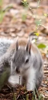 A cute squirrel in a forest setting mobile wallpaper.