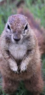 Cute squirrel standing on lush green grass, perfect for mobile wallpaper.