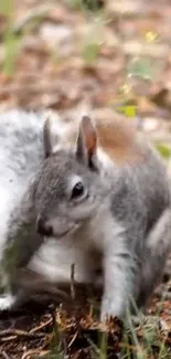 Grey squirrel surrounded by autumn leaves and forest setting.