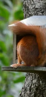 Squirrel playfully exploring a birdhouse, adding a natural charm to your screen.